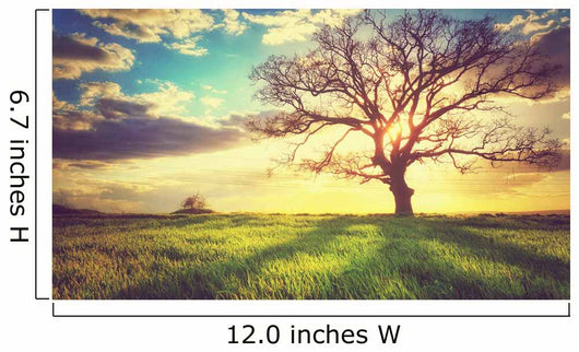 Spring Sunset Lonely Tree Wall Decal