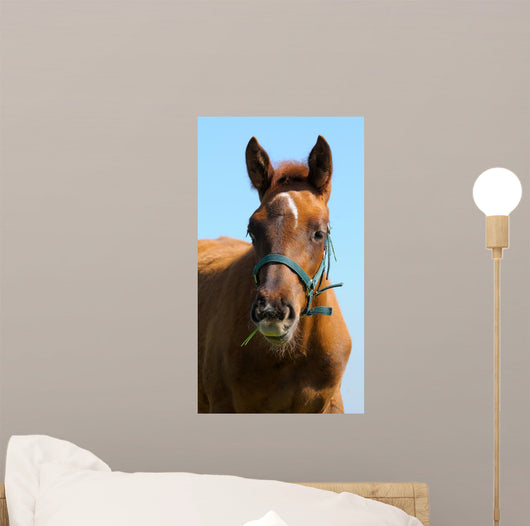 Sorrel Trakehner Foal Blue Wall Decal