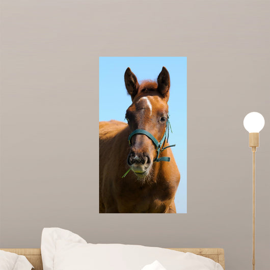 Sorrel Trakehner Foal Blue Wall Decal