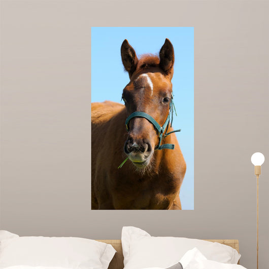 Sorrel Trakehner Foal Blue Wall Decal