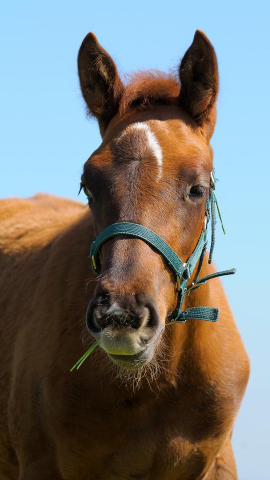 Sorrel Trakehner Foal Blue Wall Decal