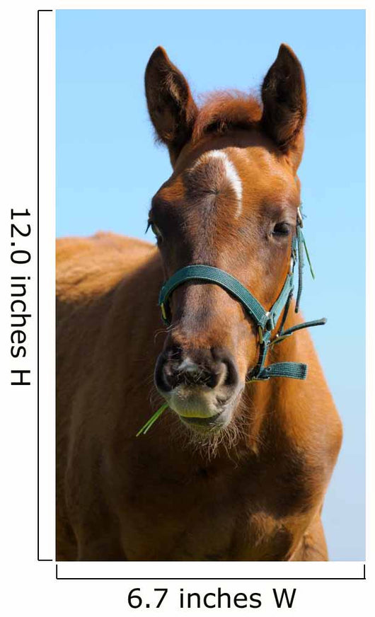 Sorrel Trakehner Foal Blue Wall Decal