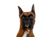 Boxer Dog Wall Decal