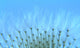 Dandelion Seeds Wall Decal