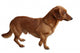 Dog Dachshund White Wall Decal