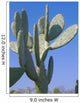 Spiky Cactus Wall Decal