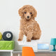 Toy Poodle Puppy Wall Decal