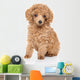 Toy Poodle Puppy Wall Decal