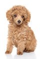 Toy Poodle Puppy Wall Decal