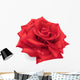 Red Rose Hand Drawn Wall Decal