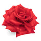 Red Rose Hand Drawn Wall Decal