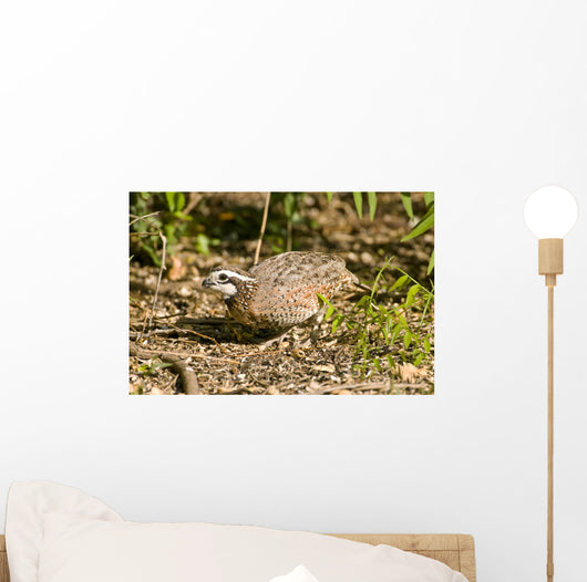 Northern Bobwhite Quail Feeding Wall Decal