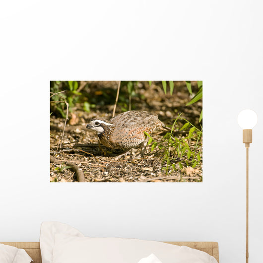 Northern Bobwhite Quail Feeding Wall Decal