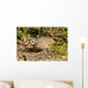 Northern Bobwhite Quail Feeding Wall Decal