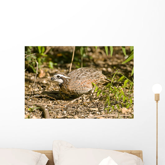 Northern Bobwhite Quail Feeding Wall Decal