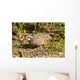 Northern Bobwhite Quail Feeding Wall Decal