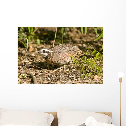Northern Bobwhite Quail Feeding Wall Decal
