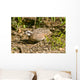 Northern Bobwhite Quail Feeding Wall Decal