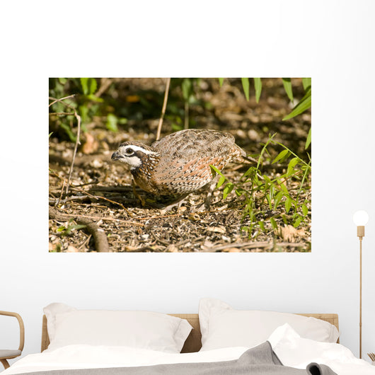 Northern Bobwhite Quail Feeding Wall Decal