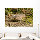 Northern Bobwhite Quail Feeding Wall Decal