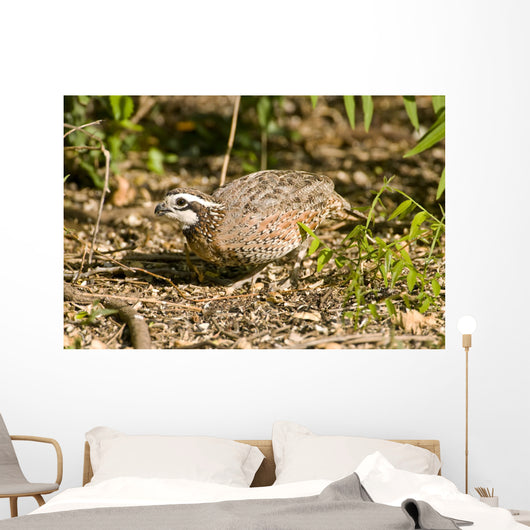 Northern Bobwhite Quail Feeding Wall Decal