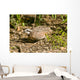 Northern Bobwhite Quail Feeding Wall Decal