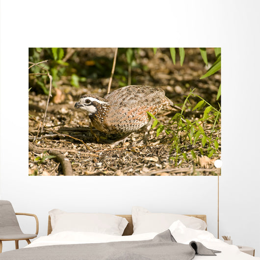 Northern Bobwhite Quail Feeding Wall Decal