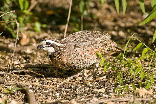 Northern Bobwhite Quail Feeding Wall Decal