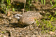 Northern Bobwhite Quail Feeding Wall Decal