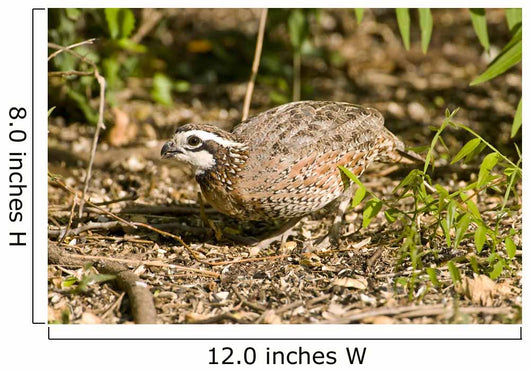 Northern Bobwhite Quail Feeding Wall Decal