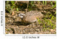 Northern Bobwhite Quail Feeding Wall Decal