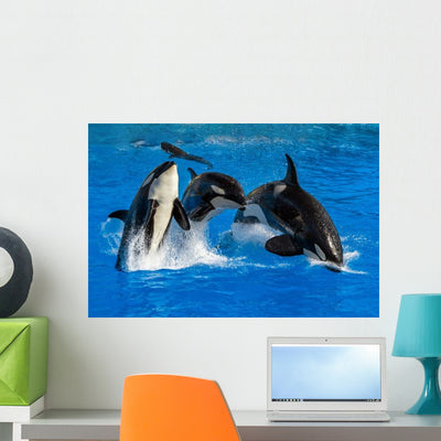 Jumping Pod of Orcas Killer Whales Wall Decal shown on a wall