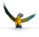 Macaw Sign Edge Wall Decal