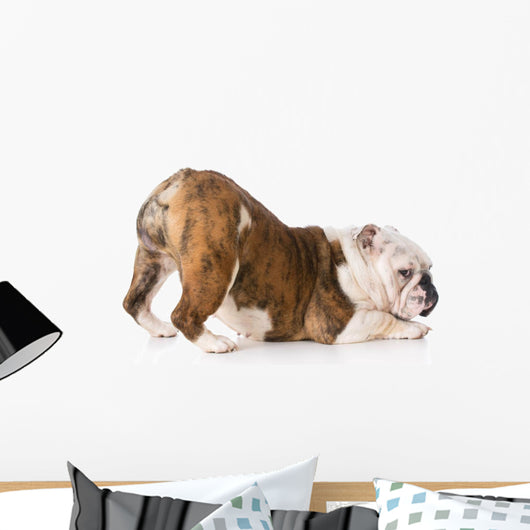 Dog with Bum up Wall Decal
