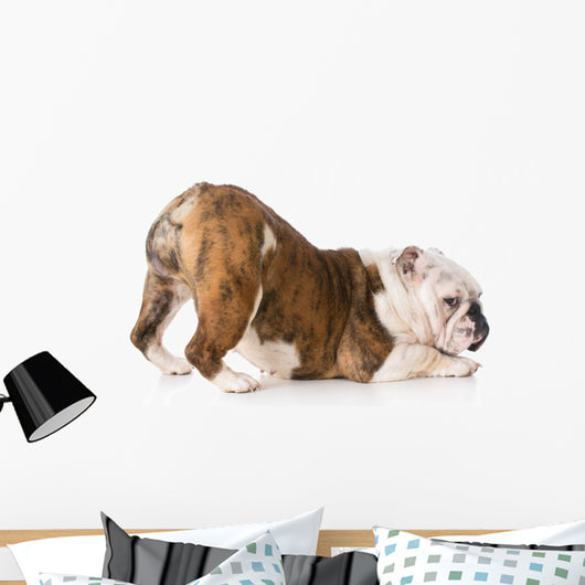 Dog with Bum up Wall Decal