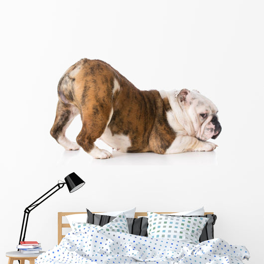 Dog with Bum up Wall Decal