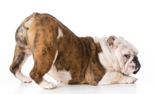 Dog with Bum up Wall Decal