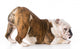 Dog with Bum up Wall Decal