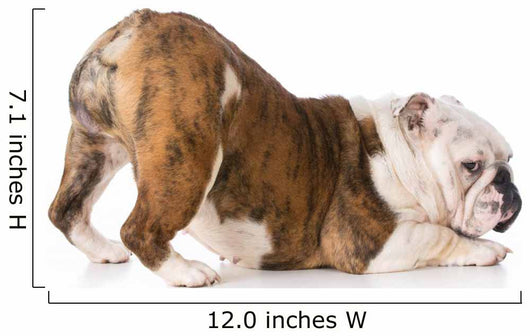 Dog with Bum up Wall Decal