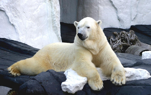 Polar Bear Poses Wall Decal