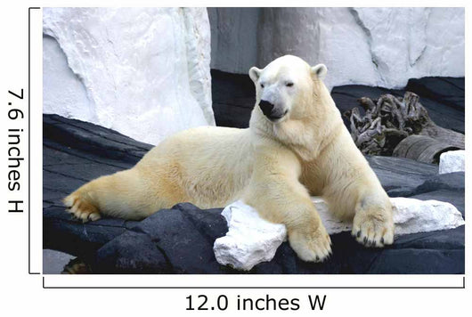 Polar Bear Poses Wall Decal