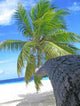 Fihalhohi Palm Wall Decal