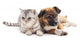 Cat and Puppy Wall Decal