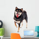 Siba Inu Dog White Wall Decal
