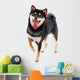 Siba Inu Dog White Wall Decal