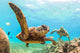 Hawaiian Green Sea Turtle Wall Decal
