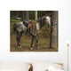 Horse Wall Mural