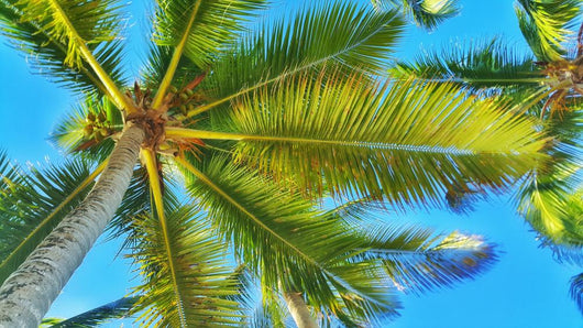 Coconut Palm Tree Perspective Wall Decal
