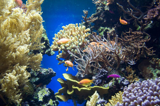 Underwater Wall Decal