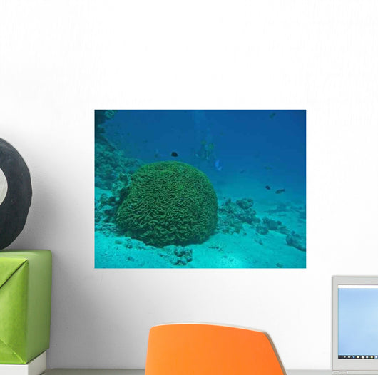 Brain Coral Red Sea Wall Decal